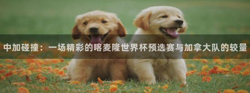 2026世界杯亚洲区预选赛：中加碰撞：一场精彩的喀麦隆世界杯预选赛与加拿大队的较量